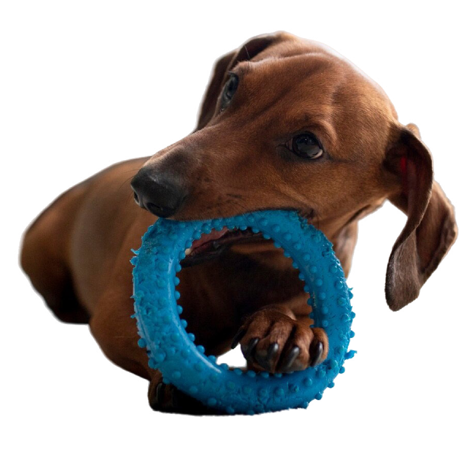 Perro feliz con juguete